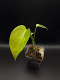 Monstera Yellow Marilyn