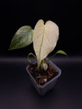 Monstera Mint