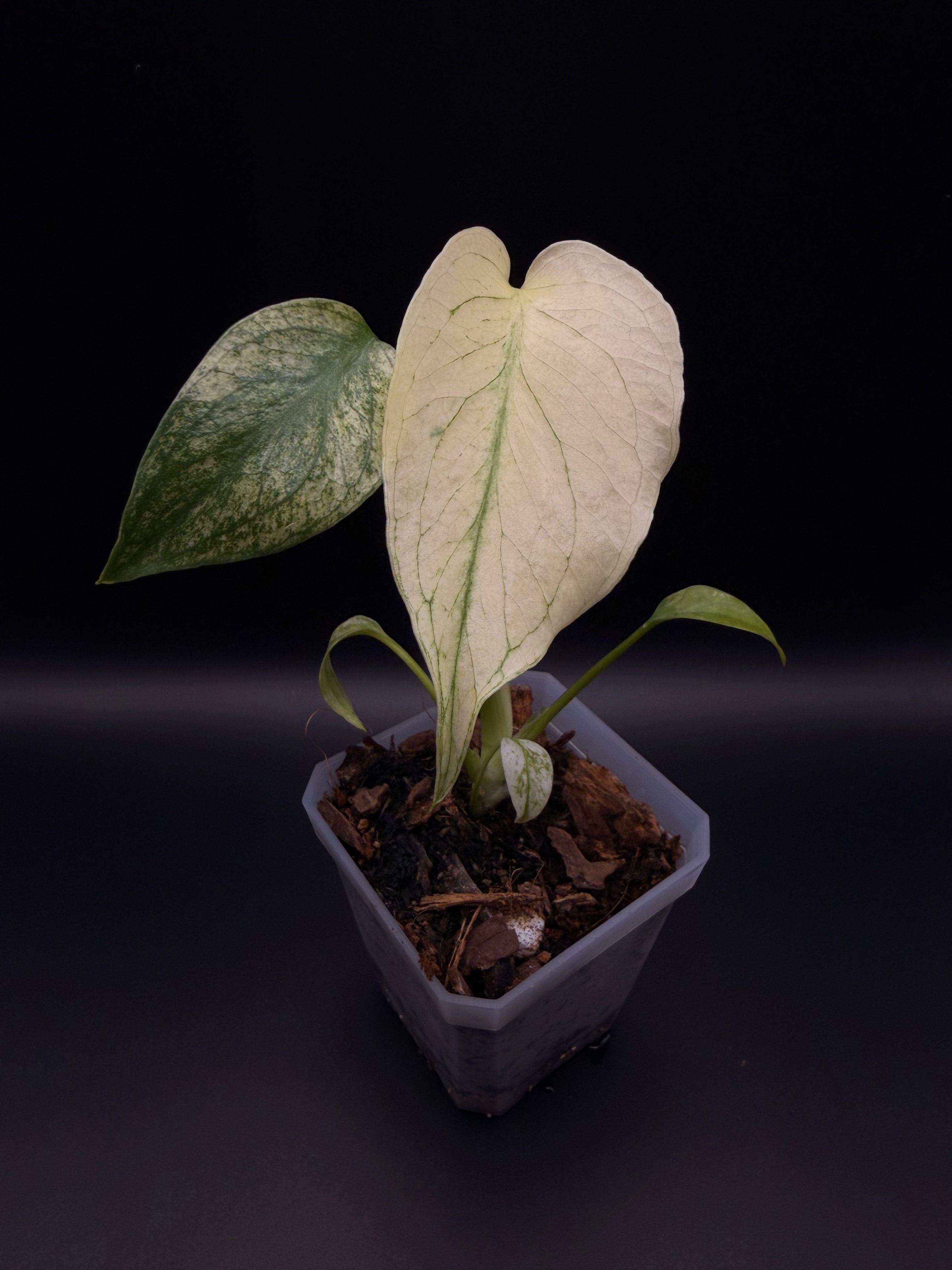 Monstera Mint