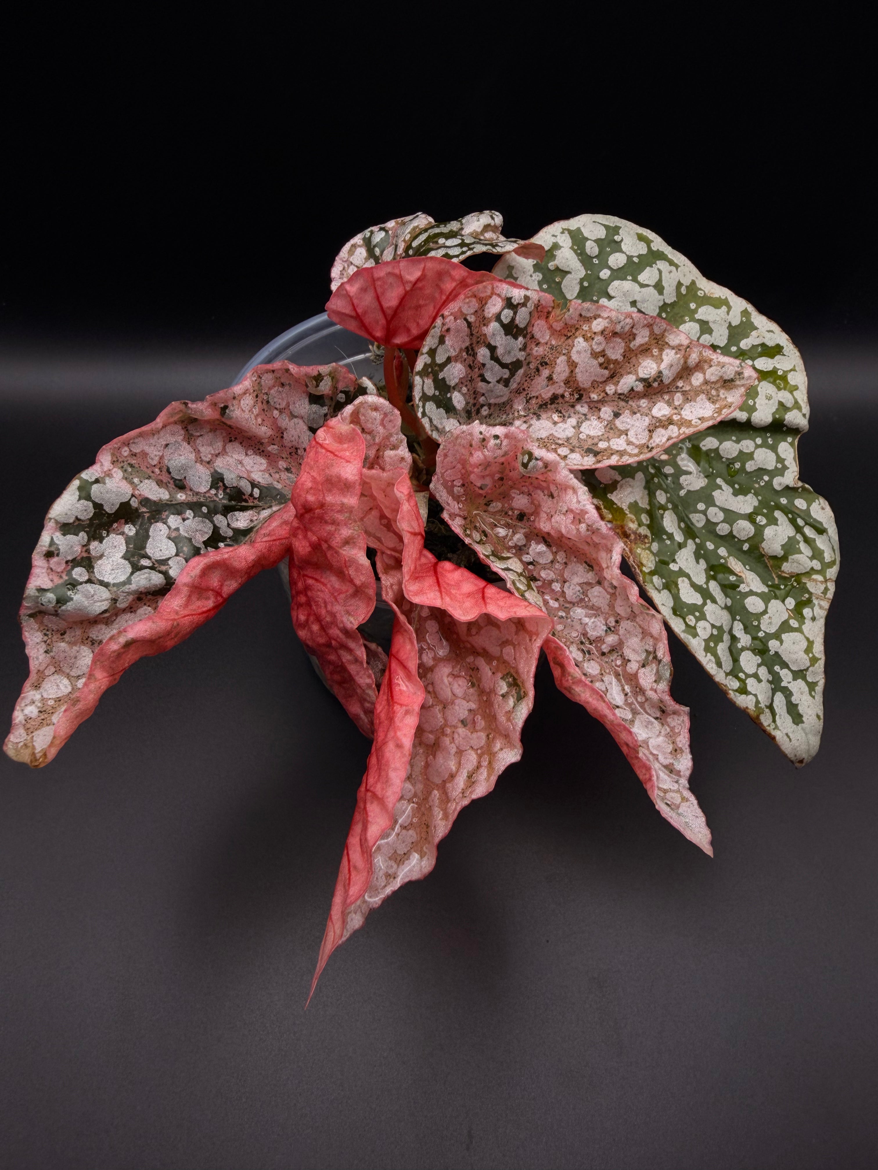 Variegated Begonia Snow Capped